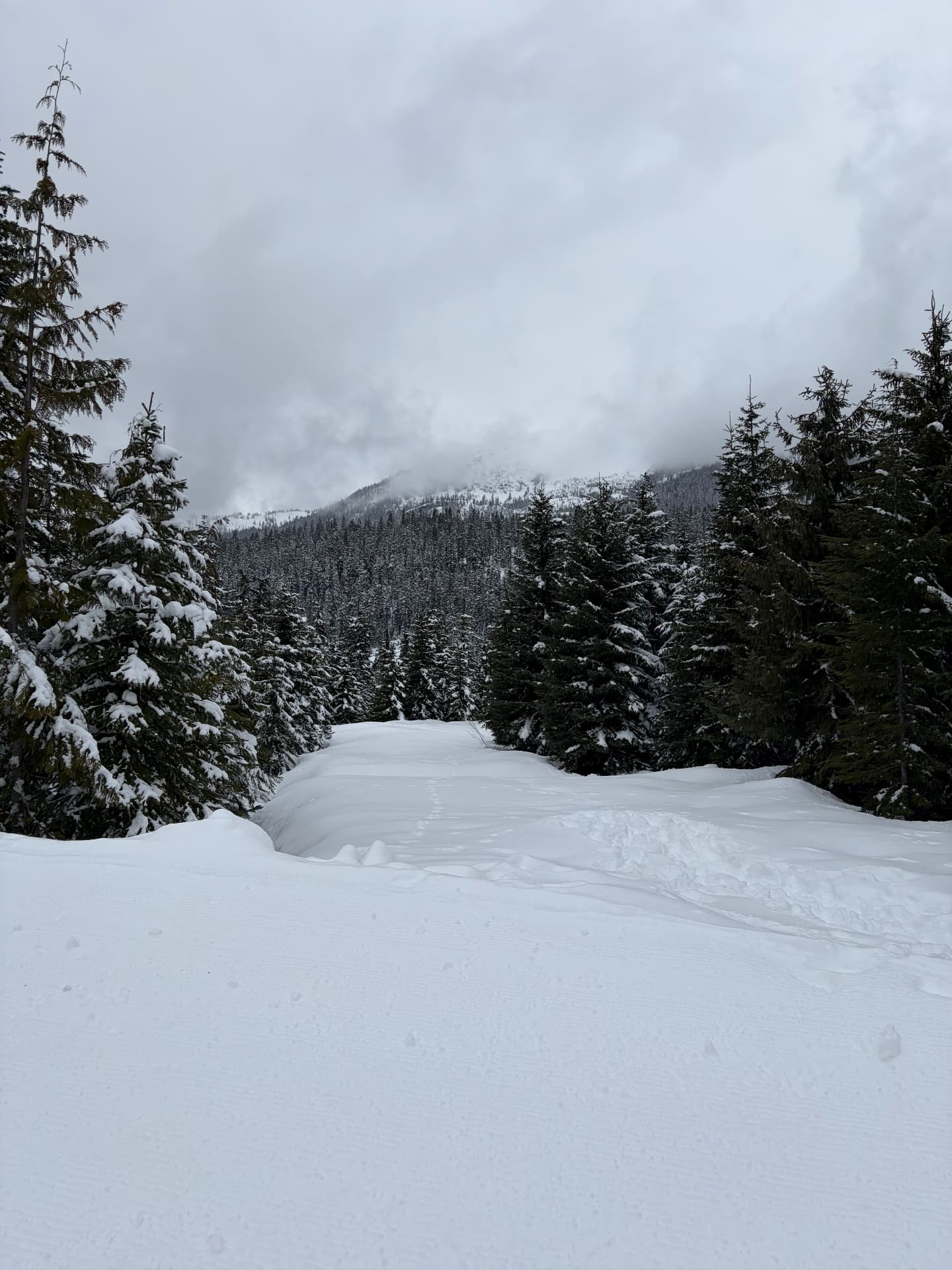 Snow-covered path leading into evergreen forest